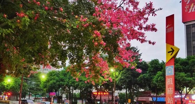 二月开花的树的花语是什么？你知道它的含义吗？