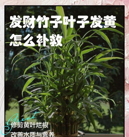 竹子叶子发黄的解决方法是什么？如何保持竹子叶子翠绿？