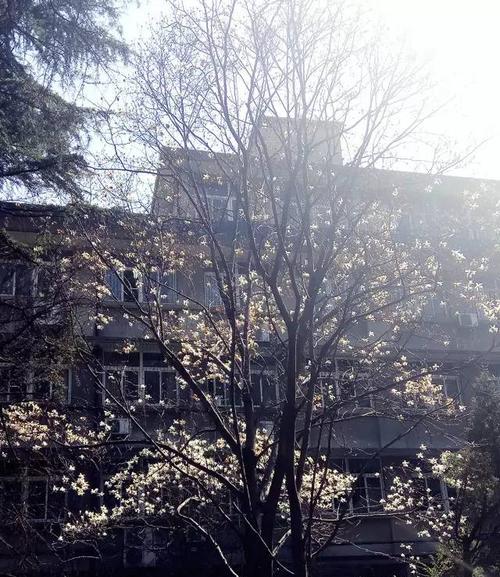 二月开花的树的花语是什么？你知道它的含义吗？