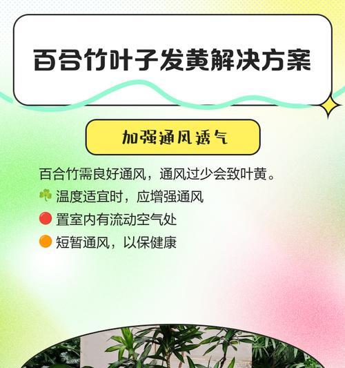 竹子叶子发黄的解决方法是什么？如何保持竹子叶子翠绿？
