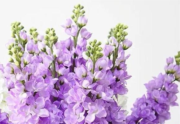 枯叶蝶花的花语有何寓意？它象征着什么？