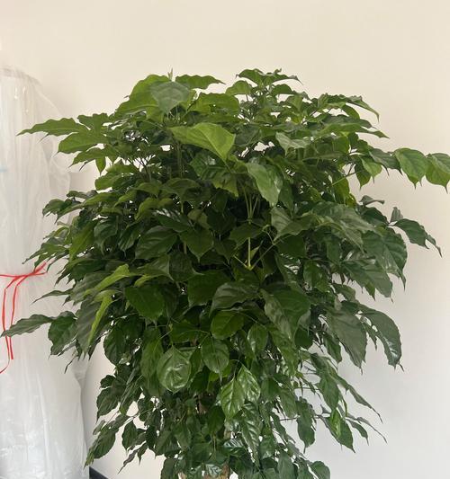 幸福树搭配哪种花盆更美观？如何选择合适的花盆？