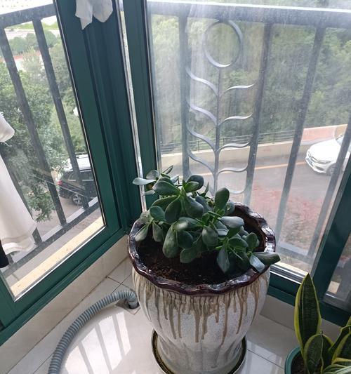 幸福树搭配哪种花盆更美观？如何选择合适的花盆？