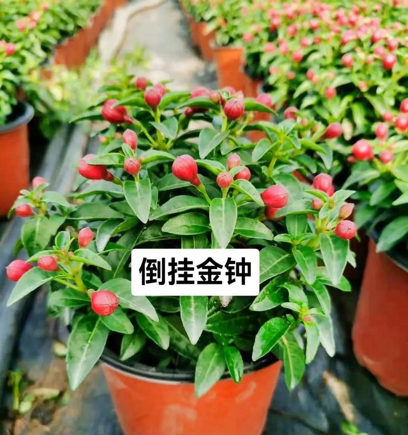 倒挂钟花的寓意和象征是什么？