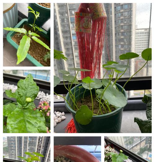 浇花的最佳时间是什么时候？