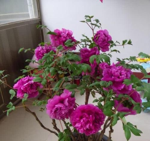 倒挂钟花的寓意和象征是什么？