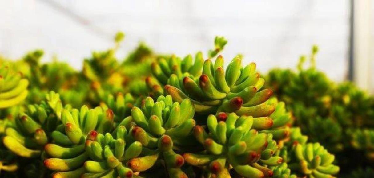 厚脸皮植物的养殖方法有哪些？如何避免养殖问题？