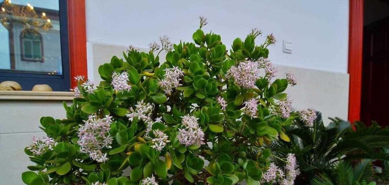 厚脸皮植物的养殖方法有哪些？如何避免养殖问题？