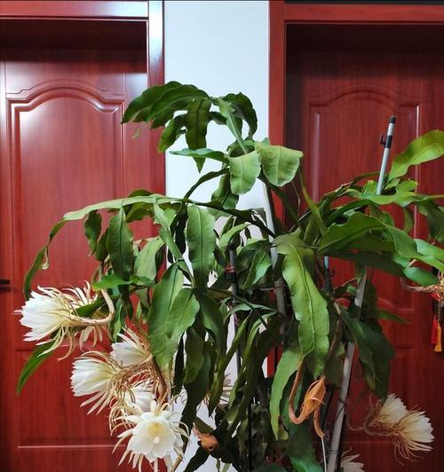 昙花养殖过程中需要注意什么？