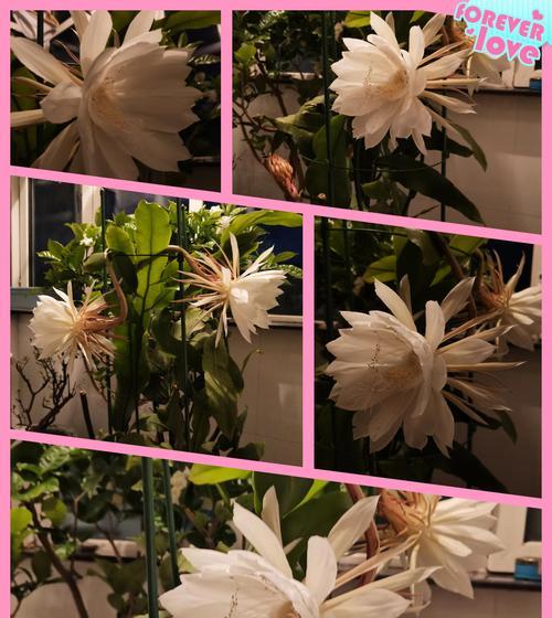 昙花养殖过程中需要注意什么？