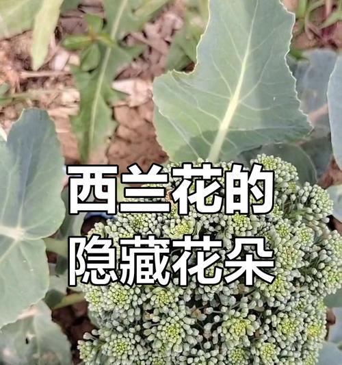 碧兰花的花语有何特别含义？