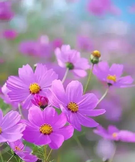 表白和道歉用什么花最合适？这种花的花语是什么？