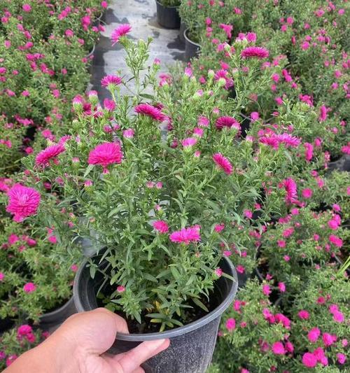 荷兰菊怎么养？有哪些养护技巧？