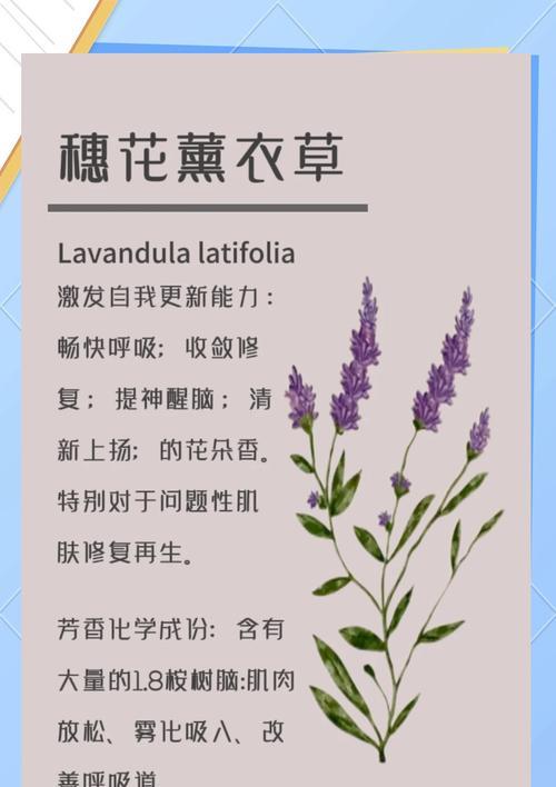 简述薰衣草花语和寓意是什么？薰衣草的花语有哪些含义？