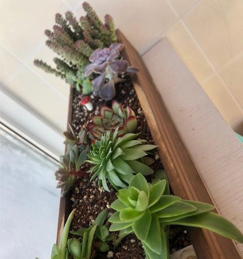 多肉植物换土的正确步骤是什么？换土后如何管理？