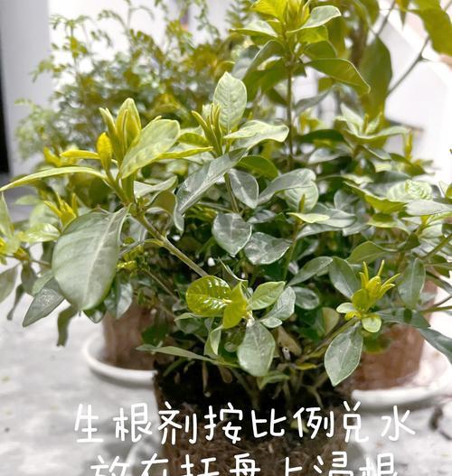 多肉植物换土的正确步骤是什么？换土后如何管理？