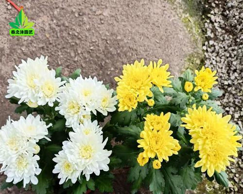 花语黄菊和白菊的区别是什么？黄色菊花与白色菊花的寓意有何不同？