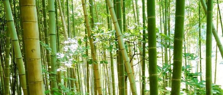 竹子作为草本植物的特性是什么？