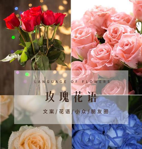 告白玫瑰的花语和寓意是什么？如何用玫瑰表达爱意？