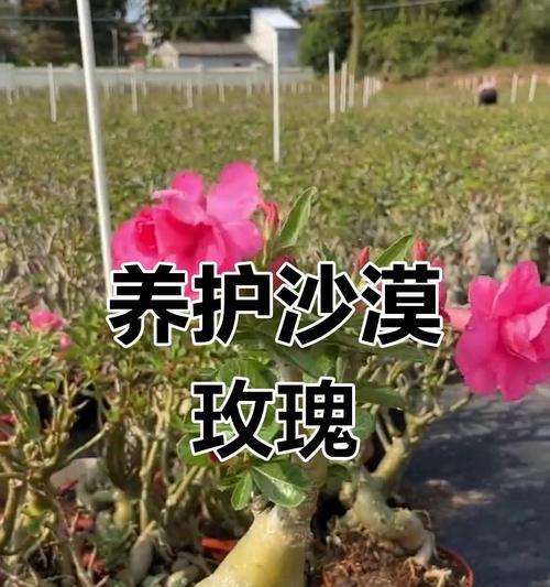 玫瑰花需要什么样的土壤和肥料？