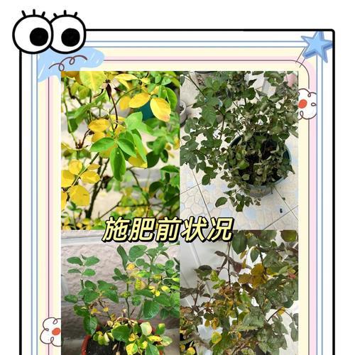 玫瑰花需要什么样的土壤和肥料？