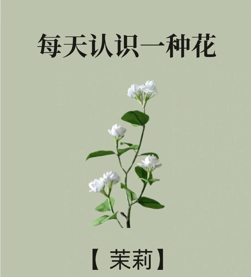 大花茉莉在法国的花语是什么？它有何特殊含义？