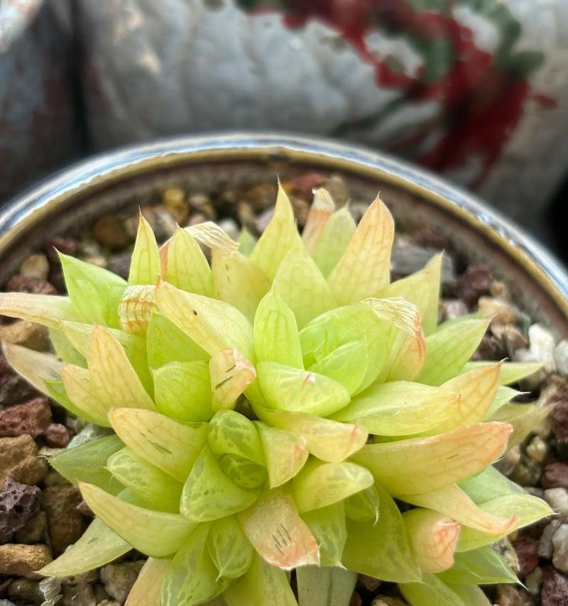 玉露在夏季如何养护？怎样避免夏季高温对玉露的影响？