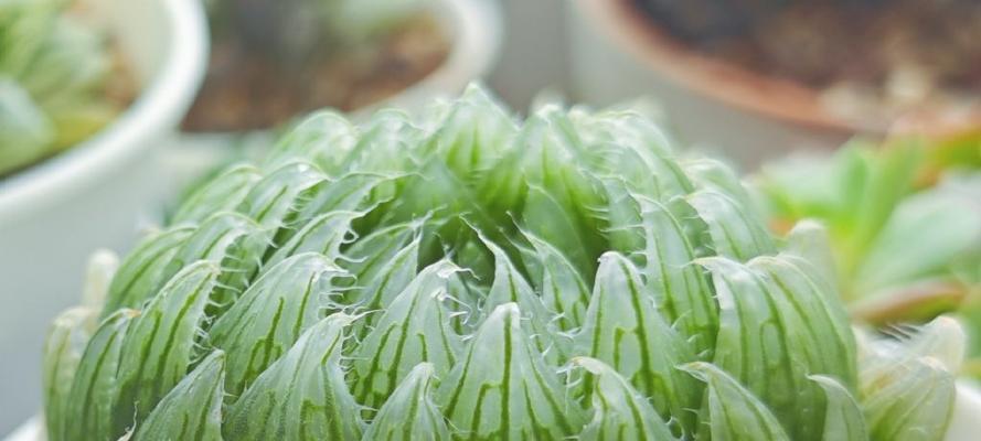 玉露在夏季如何养护？怎样避免夏季高温对玉露的影响？
