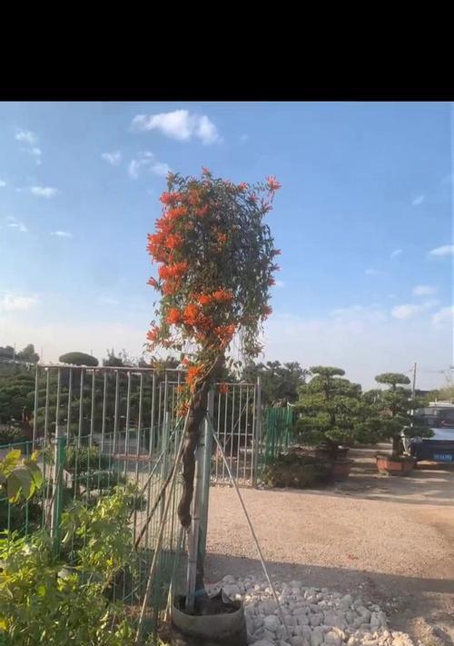 炮仗花又叫什么花？如何进行养护？