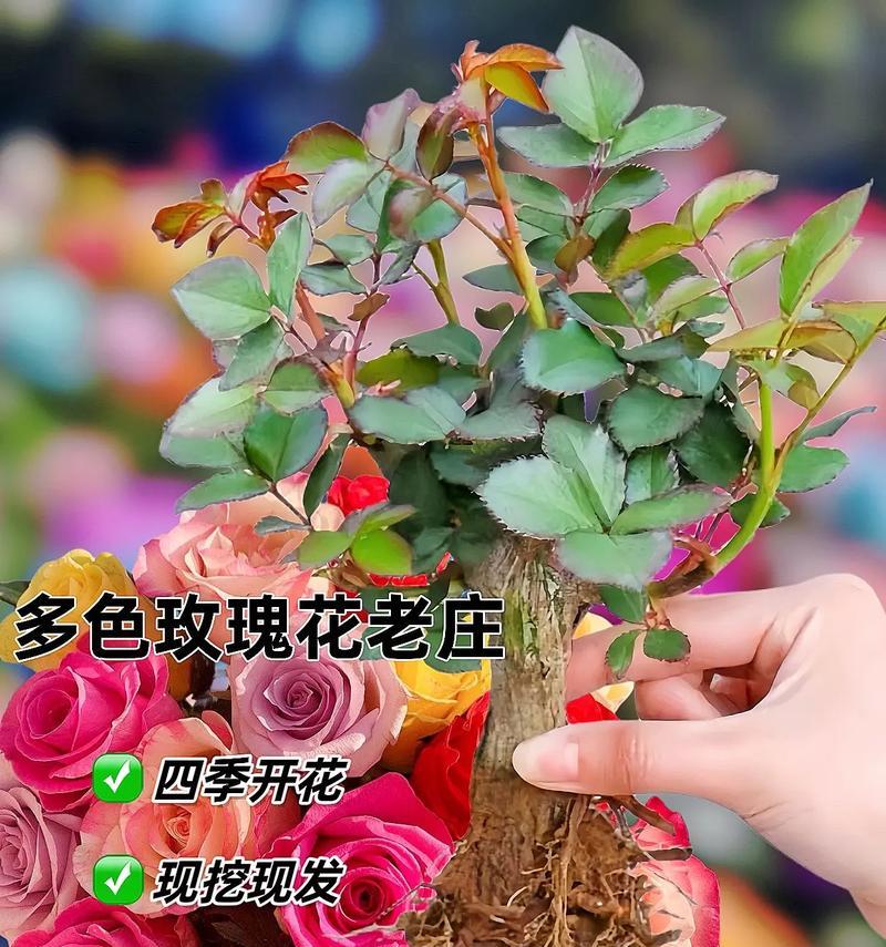 四季玫瑰花的养殖方法是什么？如何保持四季玫瑰花的健康生长？