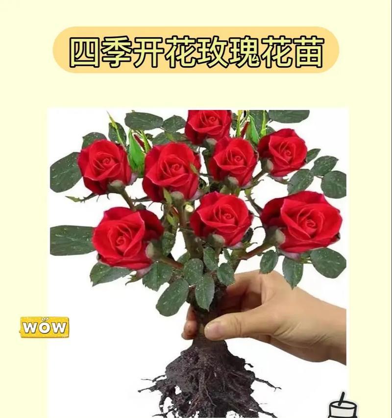 四季玫瑰花的养殖方法是什么？如何保持四季玫瑰花的健康生长？