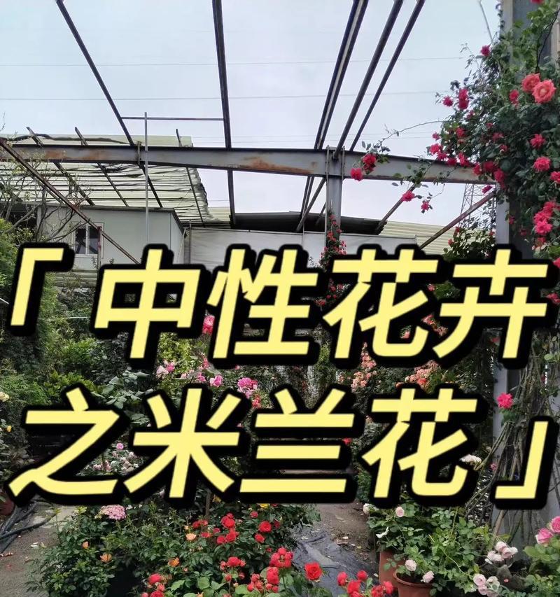 米兰花修剪的最佳时间是什么时候？