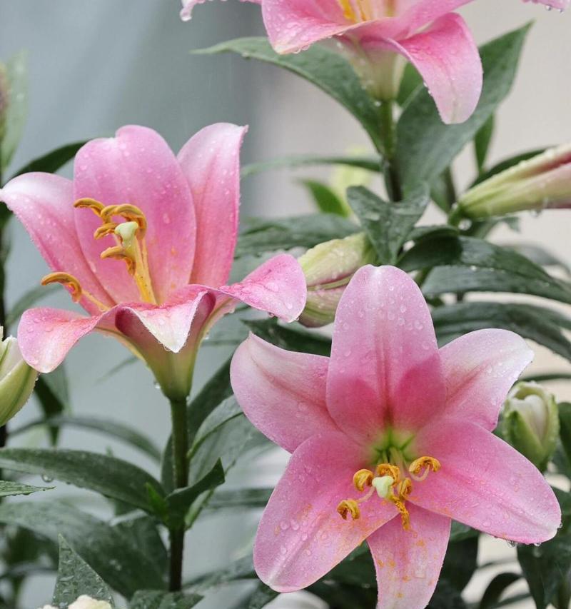 粉狮子的花语是什么？粉狮子花有何特别含义？