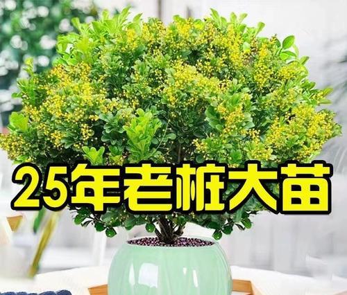 米兰花修剪的最佳时间是什么时候？
