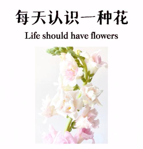 粉狮子的花语是什么？粉狮子花有何特别含义？