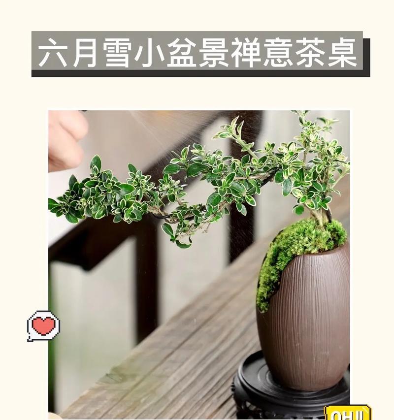 六月雪修剪的最佳时间是什么时候？