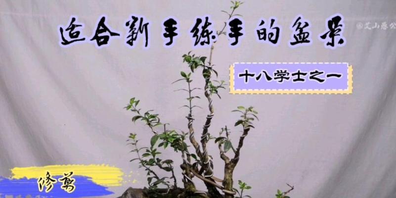 六月雪修剪的最佳时间是什么时候？