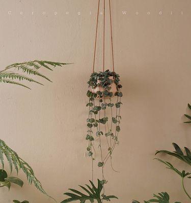 一串心植物的养殖方法是什么？如何保持其健康生长？