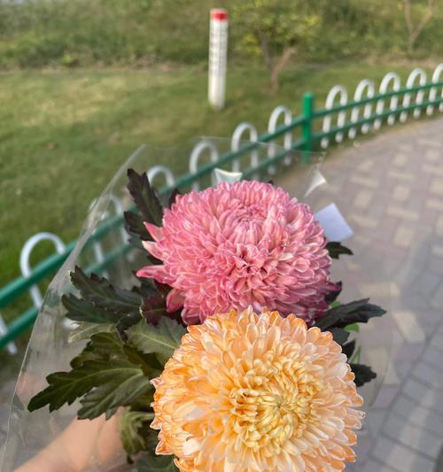 牡丹菊的花语和寓意什么？牡丹菊在花语中承载了哪些寓意？