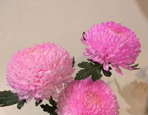 牡丹菊的花语和寓意什么？牡丹菊在花语中承载了哪些寓意？
