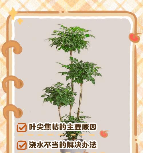 幸福树水浇多了怎么办？如何判断并处理过度浇水？