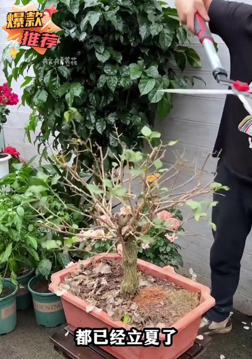 幸福树水浇多了怎么办？如何判断并处理过度浇水？