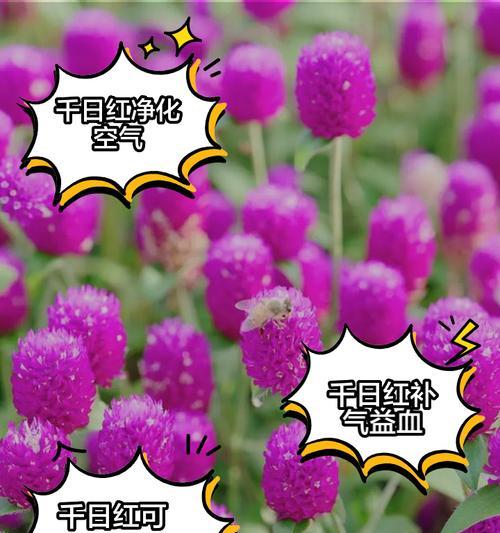 千日红的养殖方法是什么？如何让千日红花开得更久？
