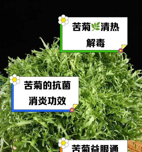 苦菊的花语有哪些含义？它通常象征着什么？