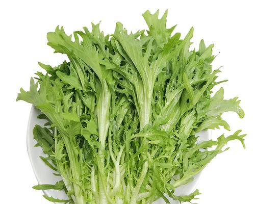 苦菊的花语有哪些含义？它通常象征着什么？