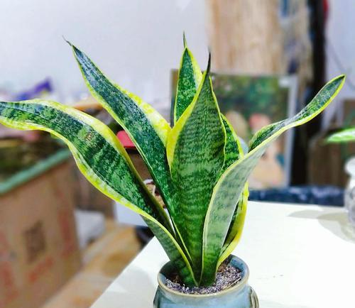 观叶的植物有哪些？哪些植物适合室内观赏？