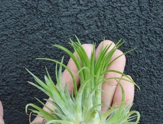 观叶的植物有哪些？哪些植物适合室内观赏？