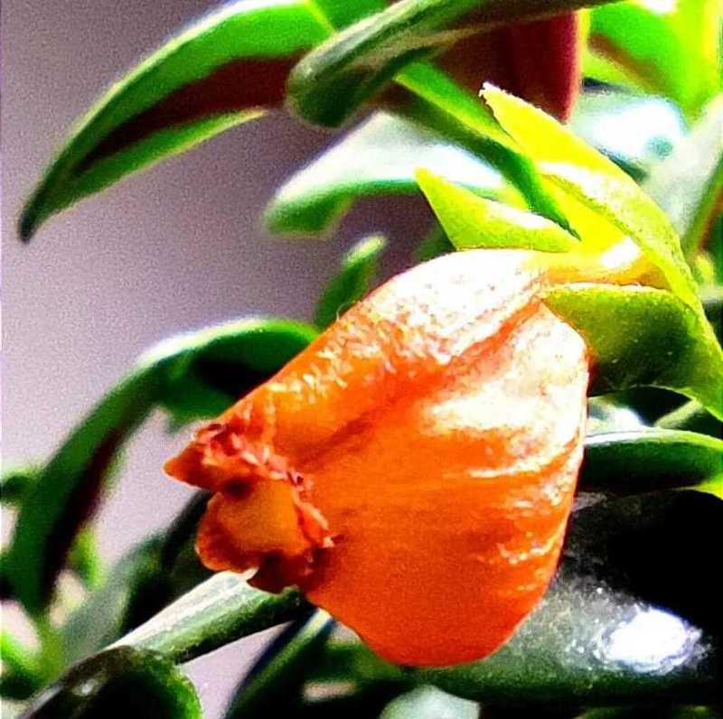 小金鱼花的养殖方法是什么？如何保持其鲜艳色彩？