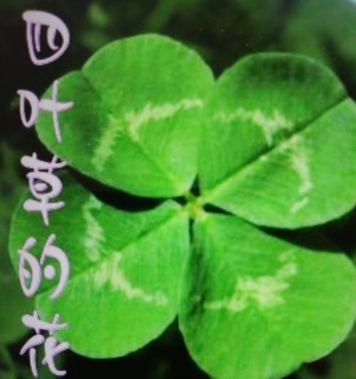 默默守护的爱用什么花语表达？哪种花代表这种情感？