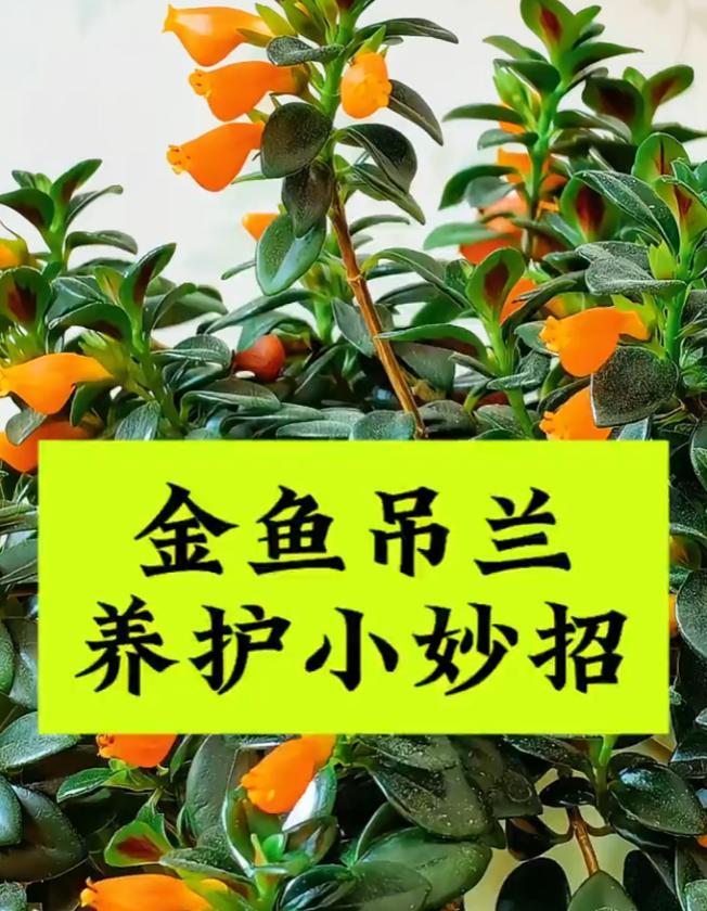 小金鱼花的养殖方法是什么？如何保持其鲜艳色彩？